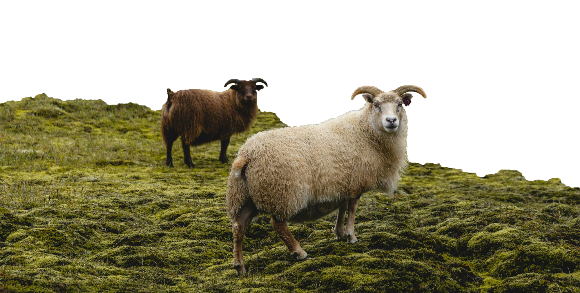 Two sheep standing on a grassy hillside with a plain background